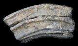 Pleistocene Aged Fossil Horse Tooth - Florida #36040-1